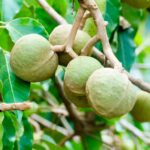 شامپو مو او جی ایکس OGX مدل kukui Oil (مشکی) - تصویر 2